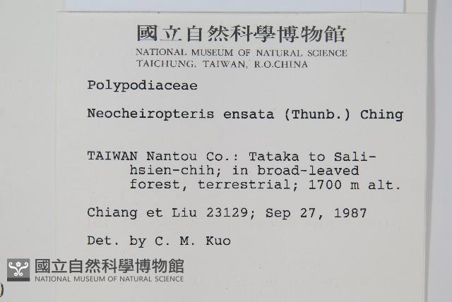 扇蕨藏品圖，第2張