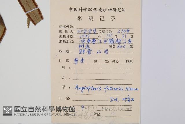 福建蓮座蕨藏品圖，第2張