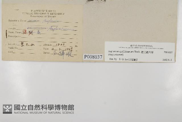 叢葉鐵角蕨藏品圖，第2張