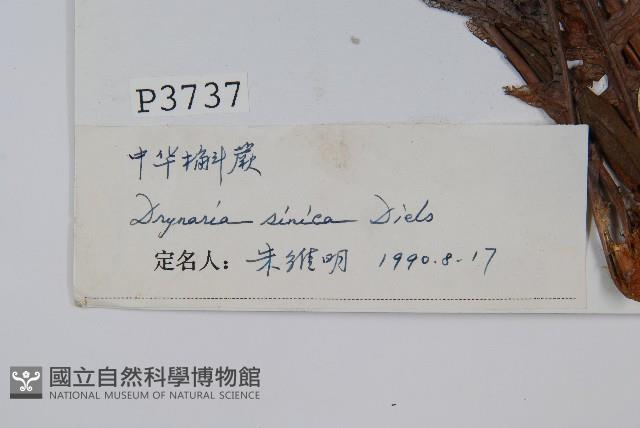 中華槲蕨藏品圖，第2張