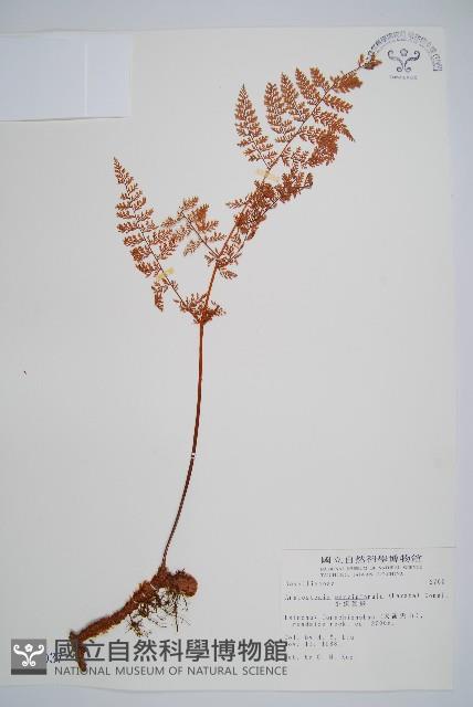 台灣小膜蓋蕨藏品圖，第1張