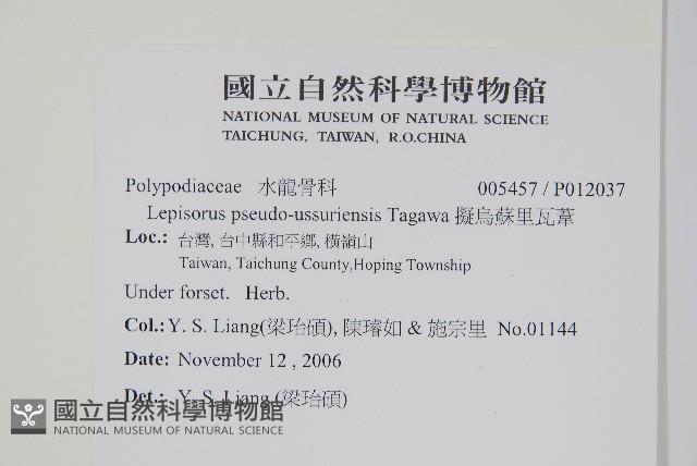 擬芨瓦葦藏品圖，第2張