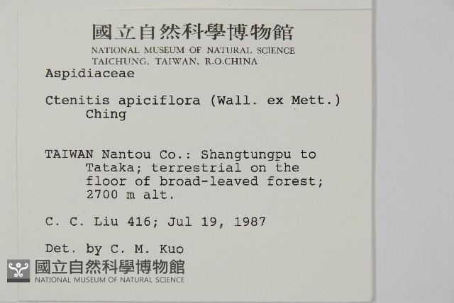 頂囊肋毛蕨藏品圖，第2張