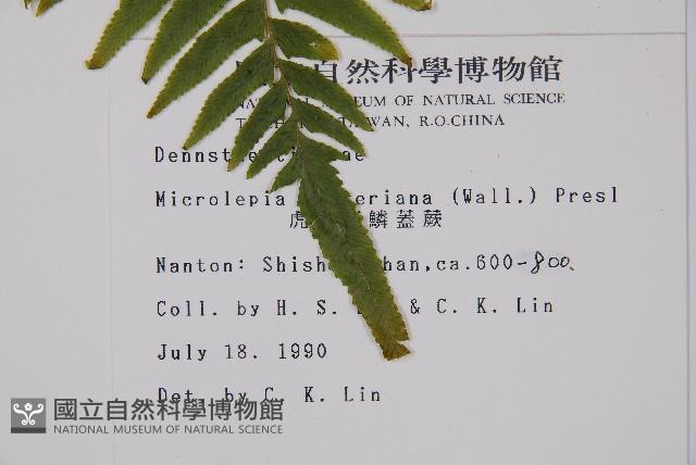 虎克氏鱗蓋蕨藏品圖，第2張