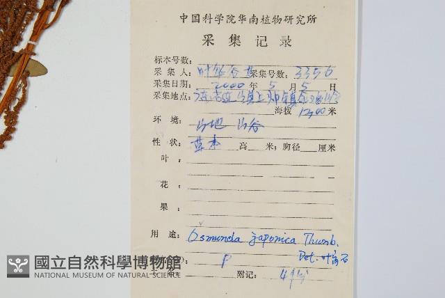 紫萁藏品圖，第2張