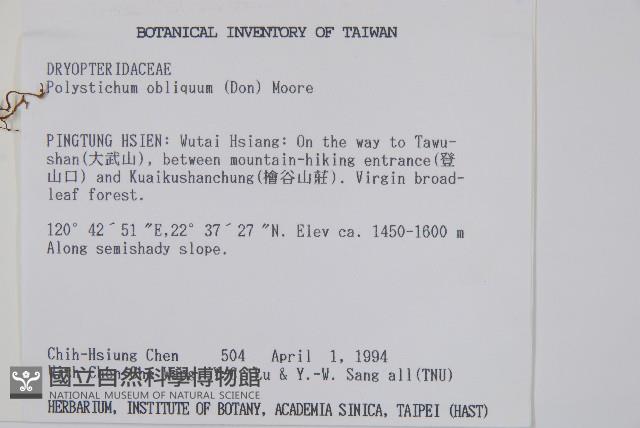 知本耳蕨藏品圖，第2張