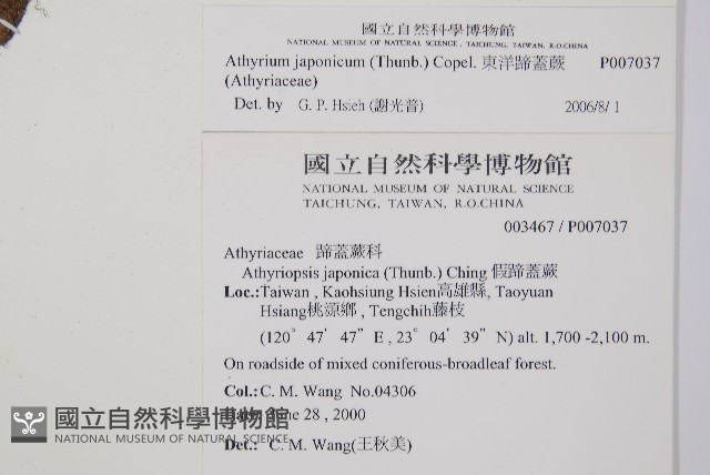 東洋蹄蓋蕨藏品圖，第2張
