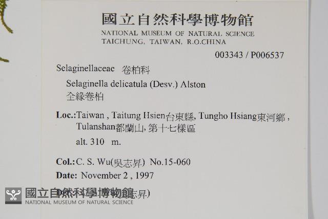 全緣卷柏藏品圖，第2張