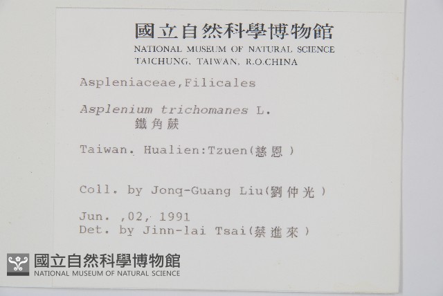 鐵角蕨藏品圖，第2張