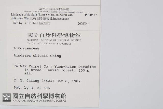 三角葉陵齒蕨藏品圖，第2張