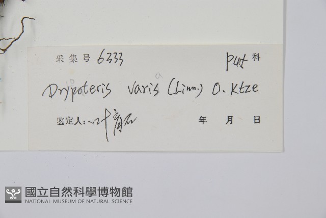 南海鱗毛蕨藏品圖，第2張