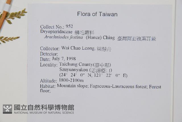 臺灣兩面複葉耳蕨藏品圖，第2張