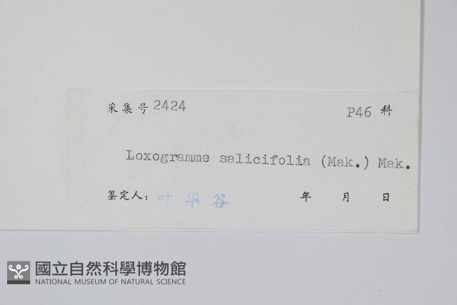 柳葉劍蕨藏品圖，第2張