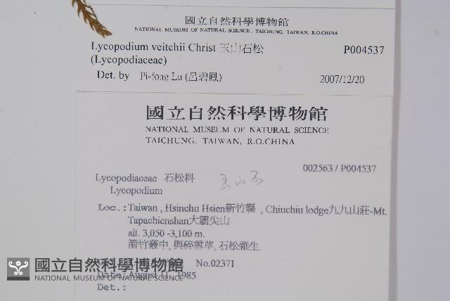 玉山石松藏品圖，第2張