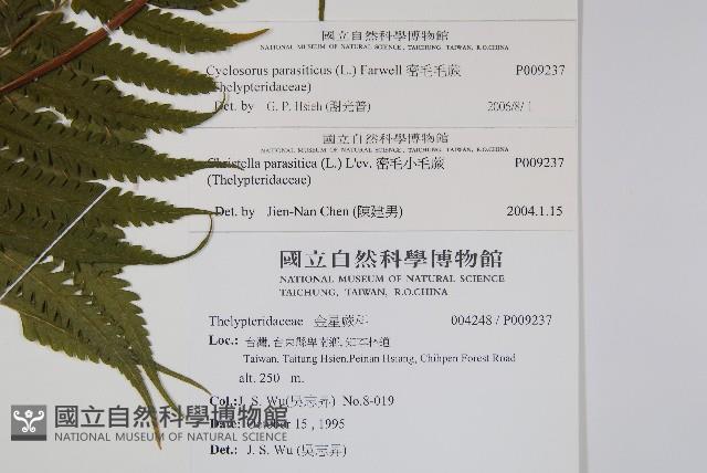 密毛毛蕨藏品圖，第2張