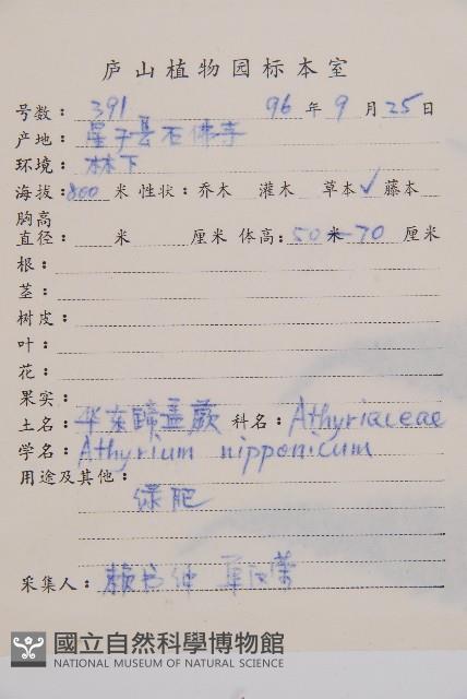 日本蹄蓋蕨藏品圖，第2張