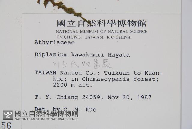 川上氏雙蓋蕨藏品圖，第2張