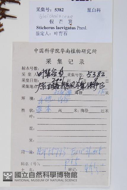 假芒萁藏品圖，第2張