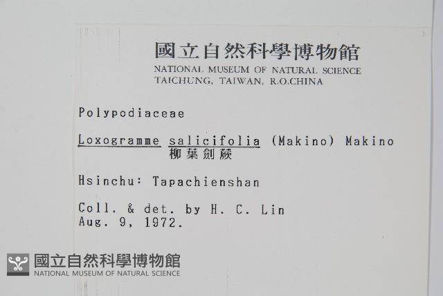 柳葉劍蕨藏品圖，第2張