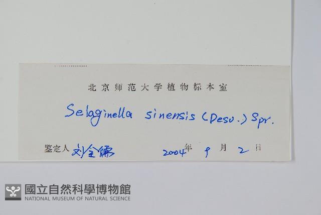 中華卷柏藏品圖，第2張