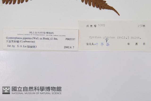大葉黑桫欏藏品圖，第2張