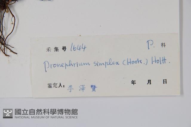 單葉新月蕨藏品圖，第2張