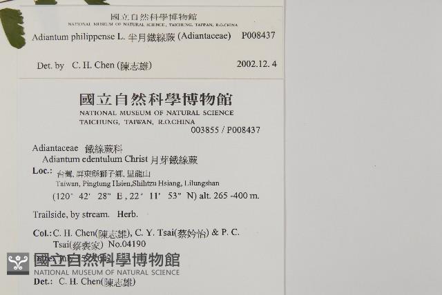 半月形鐵線蕨藏品圖，第2張