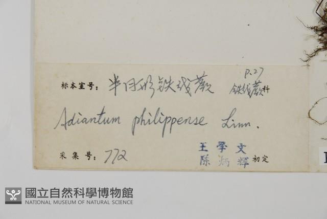 半月形鐵線蕨藏品圖，第2張