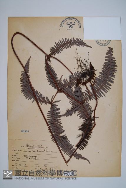 芒萁藏品圖，第1張