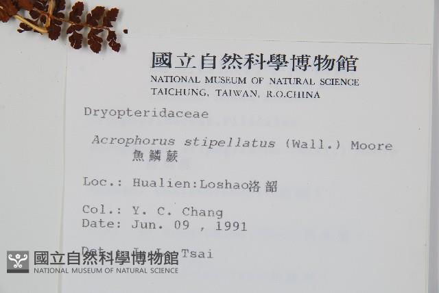 魚鱗蕨藏品圖，第2張