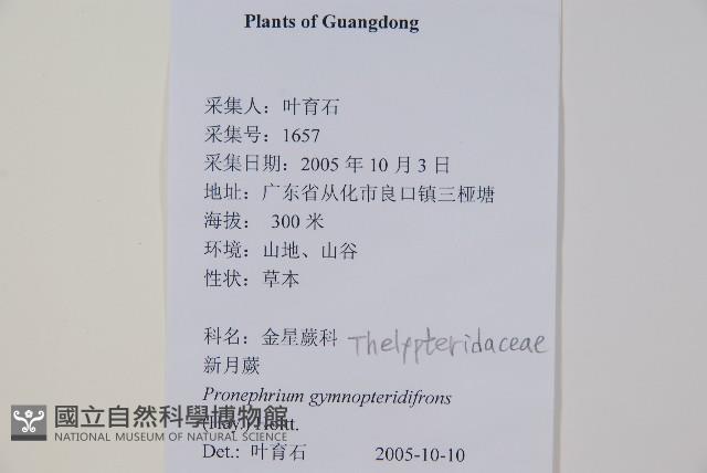 大羽葉新月蕨藏品圖，第1張