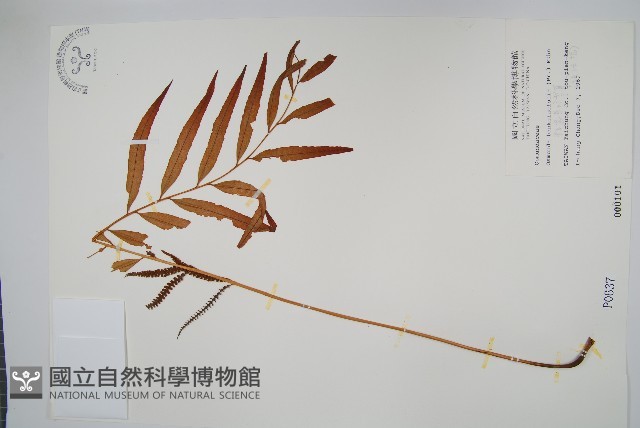粗齒革葉紫萁藏品圖，第1張