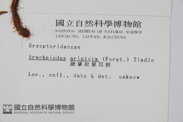 細葉複葉耳蕨藏品圖，第2張