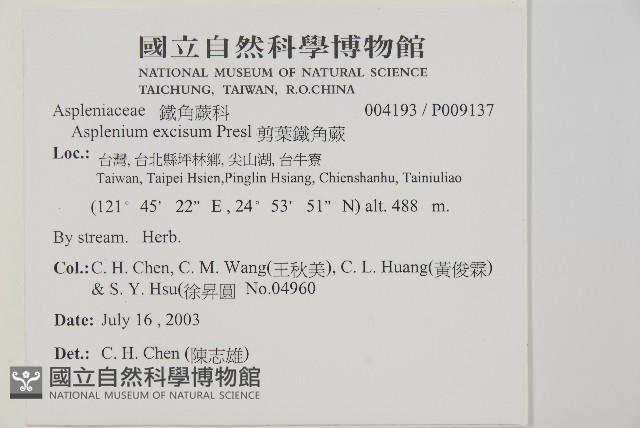 剪葉鐵角蕨藏品圖，第2張