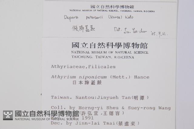 假蹄蓋蕨、東洋蹄蓋蕨藏品圖，第5張