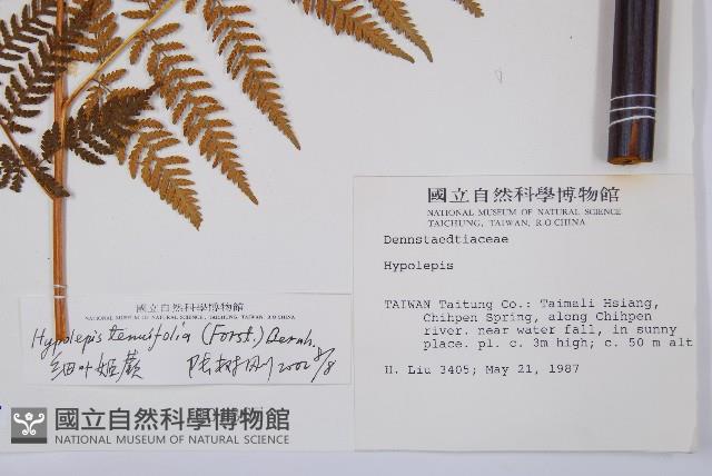 細葉姬蕨藏品圖，第5張