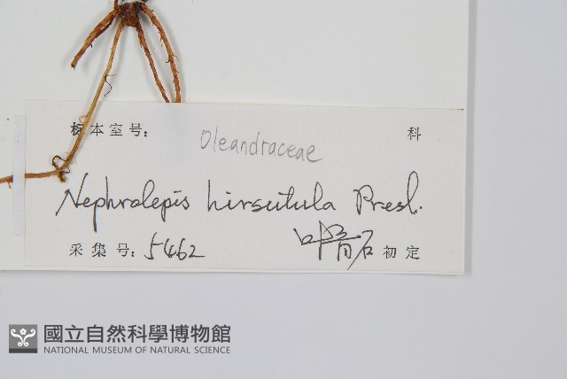 毛葉腎蕨藏品圖，第2張