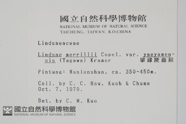 攀緣陵齒蕨、攀緣鱗始蕨藏品圖，第2張