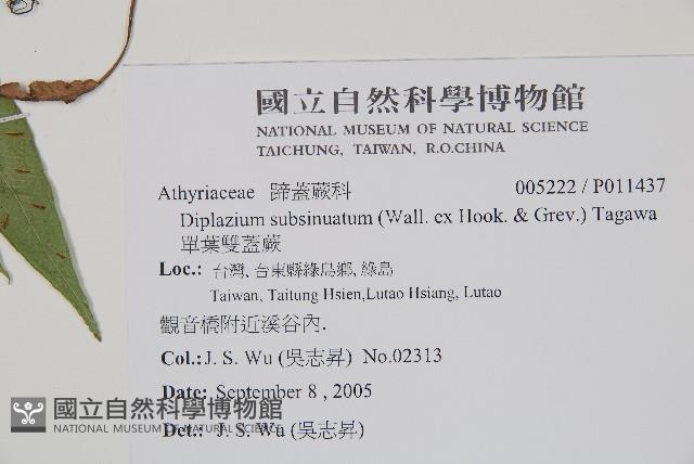 單葉雙蓋蕨藏品圖，第2張