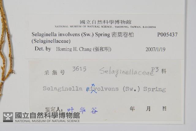 密葉卷柏藏品圖，第2張