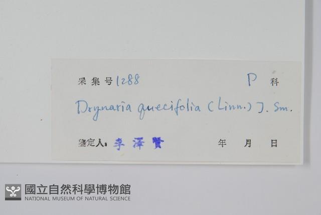 團葉槲蕨藏品圖，第2張