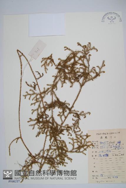 過山龍藏品圖，第1張