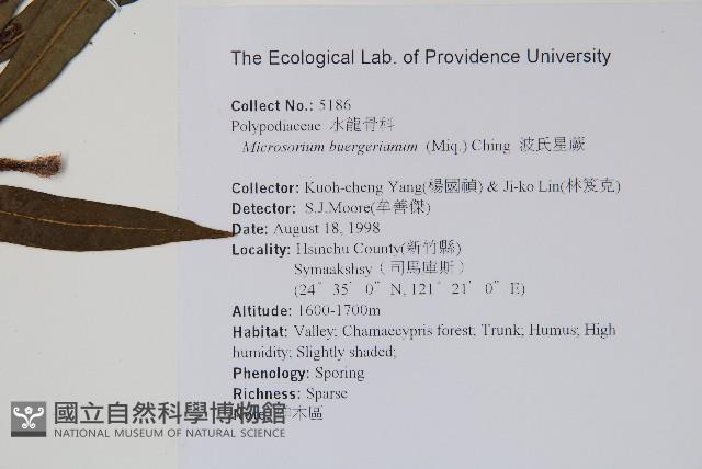 波氏星蕨藏品圖，第2張