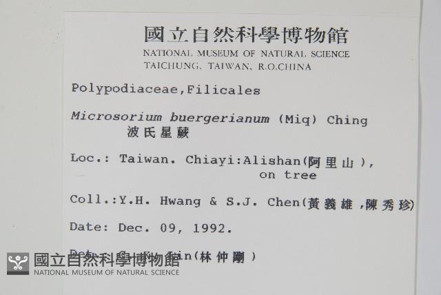 波氏星蕨藏品圖，第2張