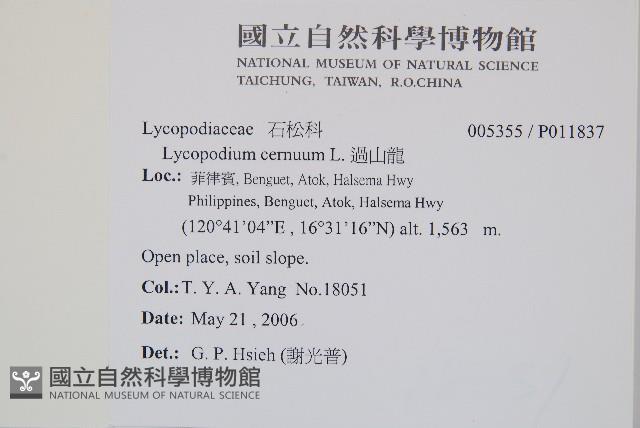 過山龍藏品圖，第2張