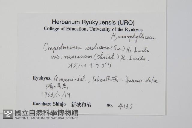 南海瓶蕨藏品圖，第2張