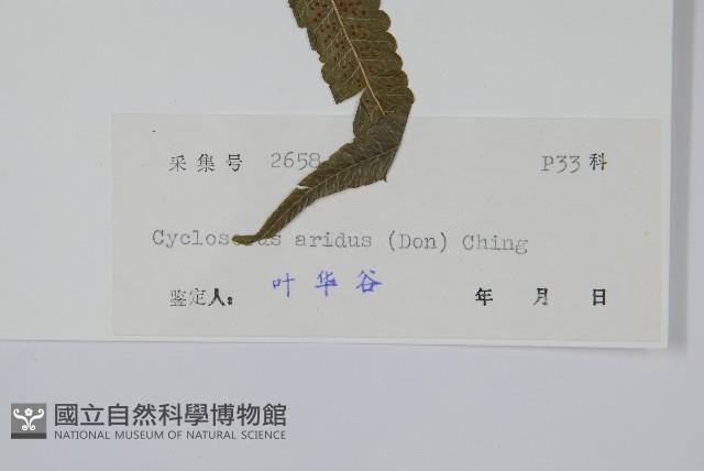 擬毛蕨藏品圖，第2張