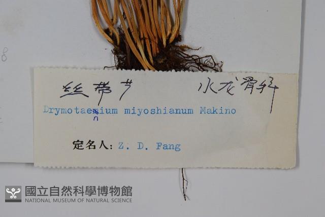 二條線蕨藏品圖，第2張