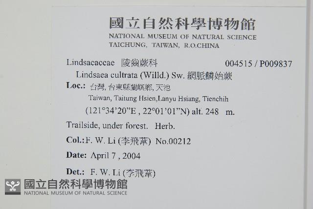 網脈鱗始蕨藏品圖，第2張