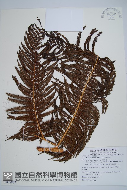 筆筒樹藏品圖，第1張